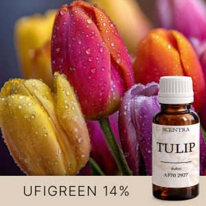 Morgentau auf Tulpen.