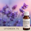Lavendel in voller Blüte vor rosa Hintergrund — AF70 5317