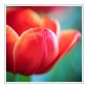 Tulips Duftöl für Kerzen – Produktansicht