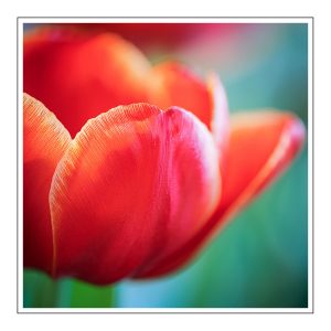 Tulips Duftöl für Kerzen – Produktansicht