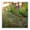 Pine Duftöl für Kerzen – Produktansicht