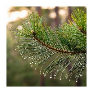 Pine Duftöl für Kerzen – Produktansicht