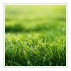 Fresh cut grass Duftöl für Kerzen – Produktansicht