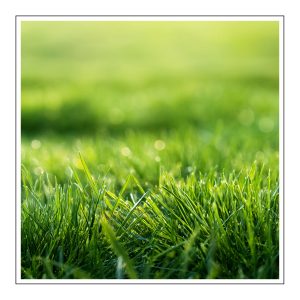 Fresh cut grass Duftöl für Kerzen – Produktansicht