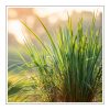 Lemongrass Duftöl für Kerzen – Produktansicht
