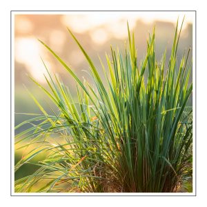 Lemongrass Duftöl für Kerzen – Produktansicht