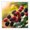 Fruits of the Forest Duftöl für Kerzen – Produktansicht