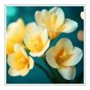 Freesia Duftöl für Kerzen – Produktansicht