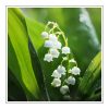 Lily of the valley Duftöl für Kerzen – Produktansicht