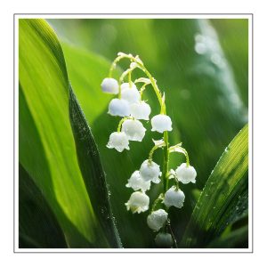 Lily of the valley Duftöl für Kerzen – Produktansicht