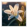 Tuberose Duftöl für Kerzen – Produktansicht