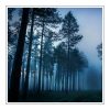 Twilight Woods Duftöl für Kerzen – Produktansicht
