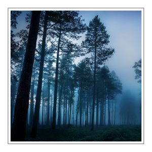 Twilight Woods Duftöl für Kerzen – Produktansicht