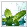 Mint Duftöl für Kerzen – Produktansicht