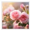 Sweet Grace Duftöl für Kerzen – Produktansicht