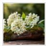 Elderflower & Moss Duftöl für Kerzen – Produktansicht