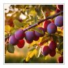 Plum Duftöl für Kerzen – Produktansicht