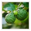 Bergamot Duftöl für Kerzen – Produktansicht