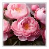 Fresh Cut Peony Duftöl für Kerzen – Produktansicht