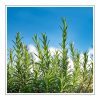 Blue Rosemary Duftöl für Kerzen – Produktansicht
