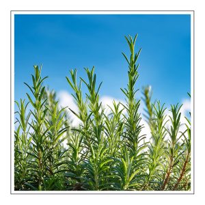 Blue Rosemary Duftöl für Kerzen – Produktansicht