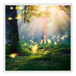Enchanted Forest Duftöl für Kerzen – Produktansicht