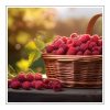 Wineberry Duftöl für Kerzen – Produktansicht