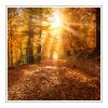 Cashmere Woods Duftöl für Kerzen – Produktansicht