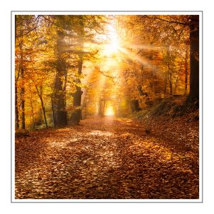 Cashmere Woods Duftöl für Kerzen – Produktansicht