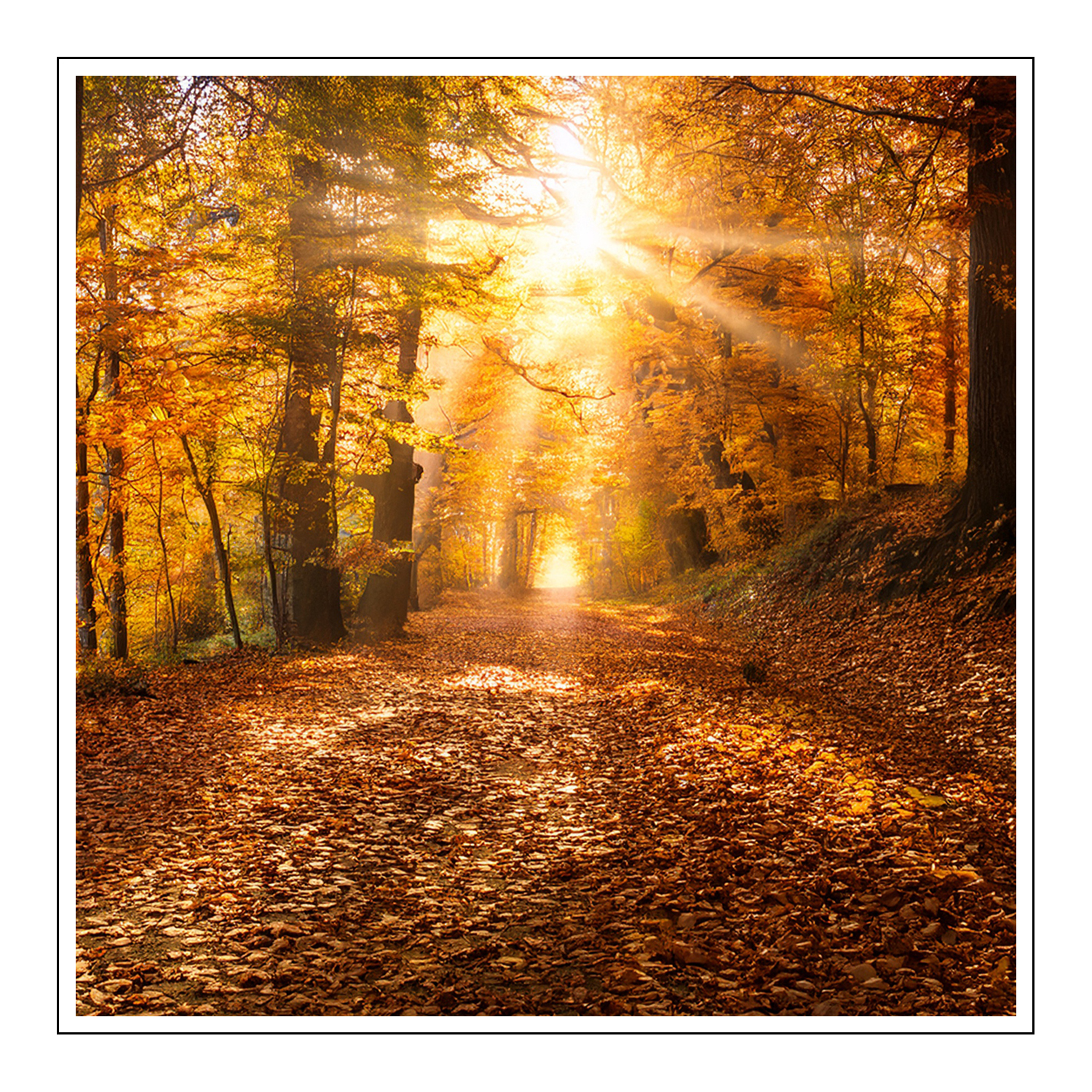 Cashmere Woods Duftöl für Kerzen – Produktansicht