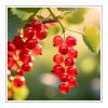 Red Currant Duftöl für Kerzen – Produktansicht